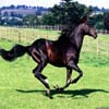 play Stride Horse Jigsaw