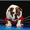 play Super Boxing Dog