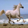 play Running Horse Jigsaw