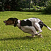 play Run Dog