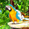 play Jigsaw: Parrot