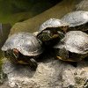 play Jigsaw: Turtles