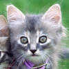 play Save The Kitty