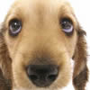 play Funny Dog