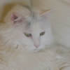 play Funny Cat