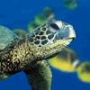 play Tortoise Jigsaw