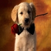 play Animal Love Puzz