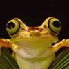 play Colorful Frogs