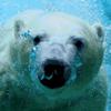 play Bear Swimmer