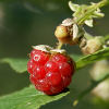 play Forest Raspberry