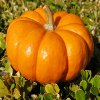 play Jigsaw: Pumpkin