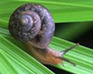 play Snail Day