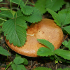 play Forest Mushroom