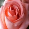 play Jigsaw: Pink Rose