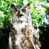 play Jigsaw: Owl