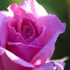 play Jigsaw: Rose