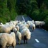 play Jigsaw: Sheep