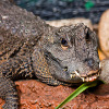 play Jigsaw: Crocodile