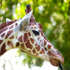 play Jigsaw: Giraffe