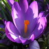 play Jigsaw Nature: Crocus