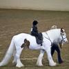play Horses