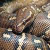 play Jigsaw Animals: Snake