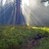 play Jigsaw: Meadow