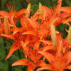 play Jigsaw: Orange Lilies