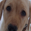 play Hangdog Look Jigsaw