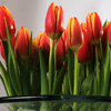 play Tulips Jigsaw