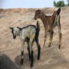play Jigsaw: Goats
