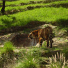 play Tiger Jigsaw Puzzle