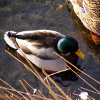 play Jigsaw: Shallow Duck