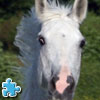 play Horse Jigsaw