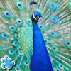 play Peacock Jigsaw