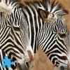 play Zebra Jigsaw