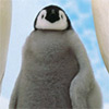 play Penguin Slider Puzzle