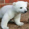 play Cute Polar Bear Puzzle