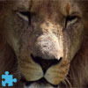 Lion Jigsaw Puzzle