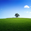 play Tree Landscape Jigsaw