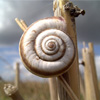 play Snail Jigsaw