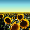 play Sunflowers Jigsaw