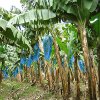 play Jigsaw: Banana Plants