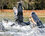 play Alligator Attack!