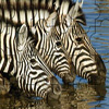 Zebra Jigsaw Puzzle