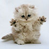 play Danger Cat Puzzle