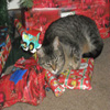 play Jigsaw: Christmas Cat