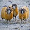 play Jigsaw: Yellow Sheep