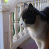 play Jigsaw: Hunting Cat