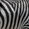 play Jigsaw: Zebra Stripes